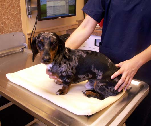 Veterinary Mat on veterinary exam table